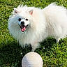 animal, canine, cute, daylight, dog, field, fluffy, fur, grass, green, happy, nature, outdoor, pet, playful, smiling, summer, tongue_out, volleyball, white