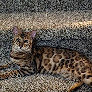 Marley joined the competition — help win amazing prizes! bengal_cat, cat, pet, animal, feline, stairs, carpet, patterned_fur, spots, lying_down, indoor, curious, whiskers, ears, tail, relaxed, domestic_animal, alert, mammal, close_up