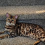 bengal_cat, cat, pet, animal, feline, stairs, carpet, patterned_fur, spots, lying_down, indoor, curious, whiskers, ears, tail, relaxed, domestic_animal, alert, mammal, close_up