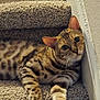 Marley is registered to the contest to win money with this photo: cat, feline, pet, animal, spotted, carpet, stairs, indoor, relaxed, whiskers, ears, paws, fur, resting, curious, closeup, portrait, domestic, mammal, cute