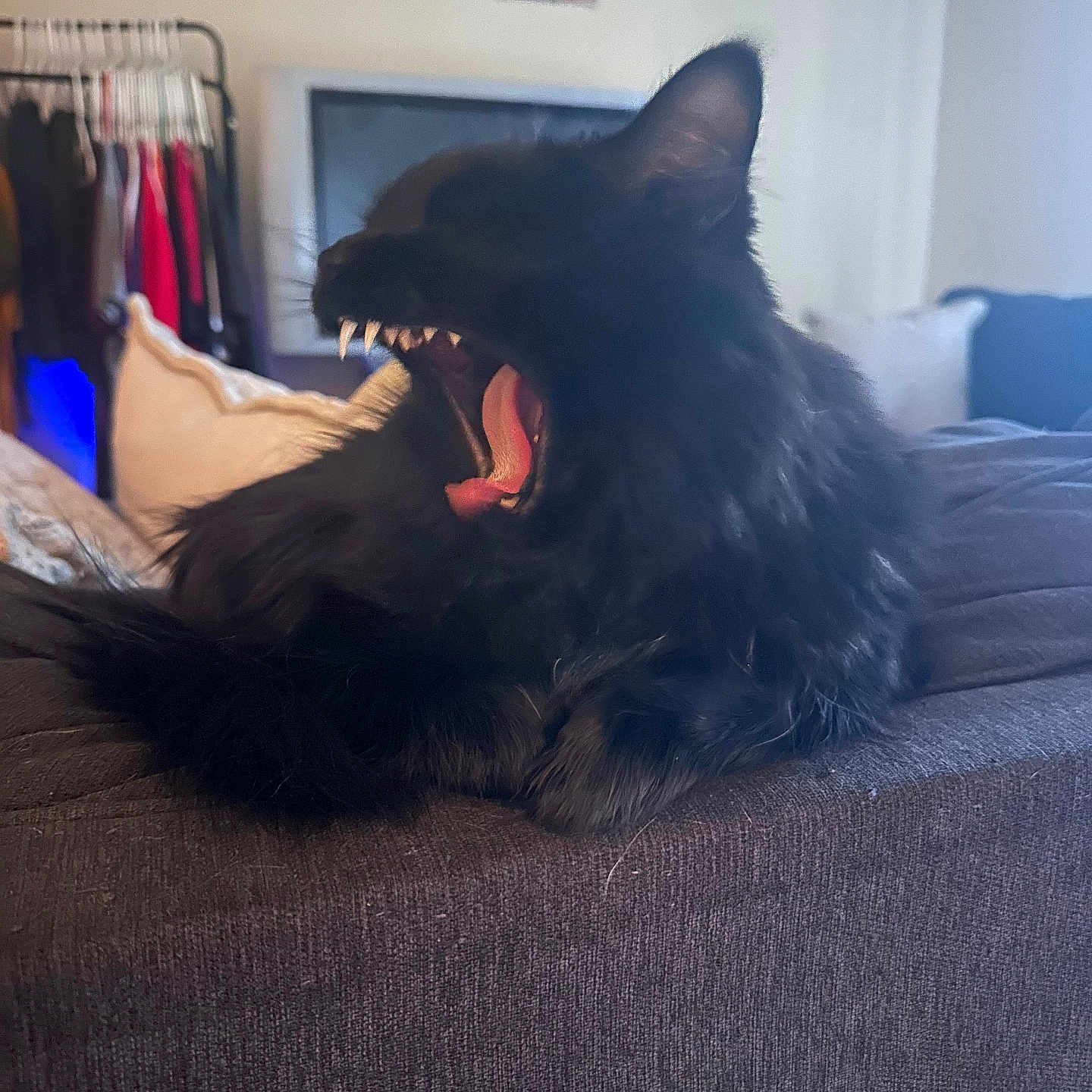 Mochi is registered to the contest to win money with this photo: animal, architecture, bed, bedroom, blackcat, bodypart, building, canine, cat, couch, face, furniture, head, indoors, interiordesign, mouth, person, pet, room, teeth