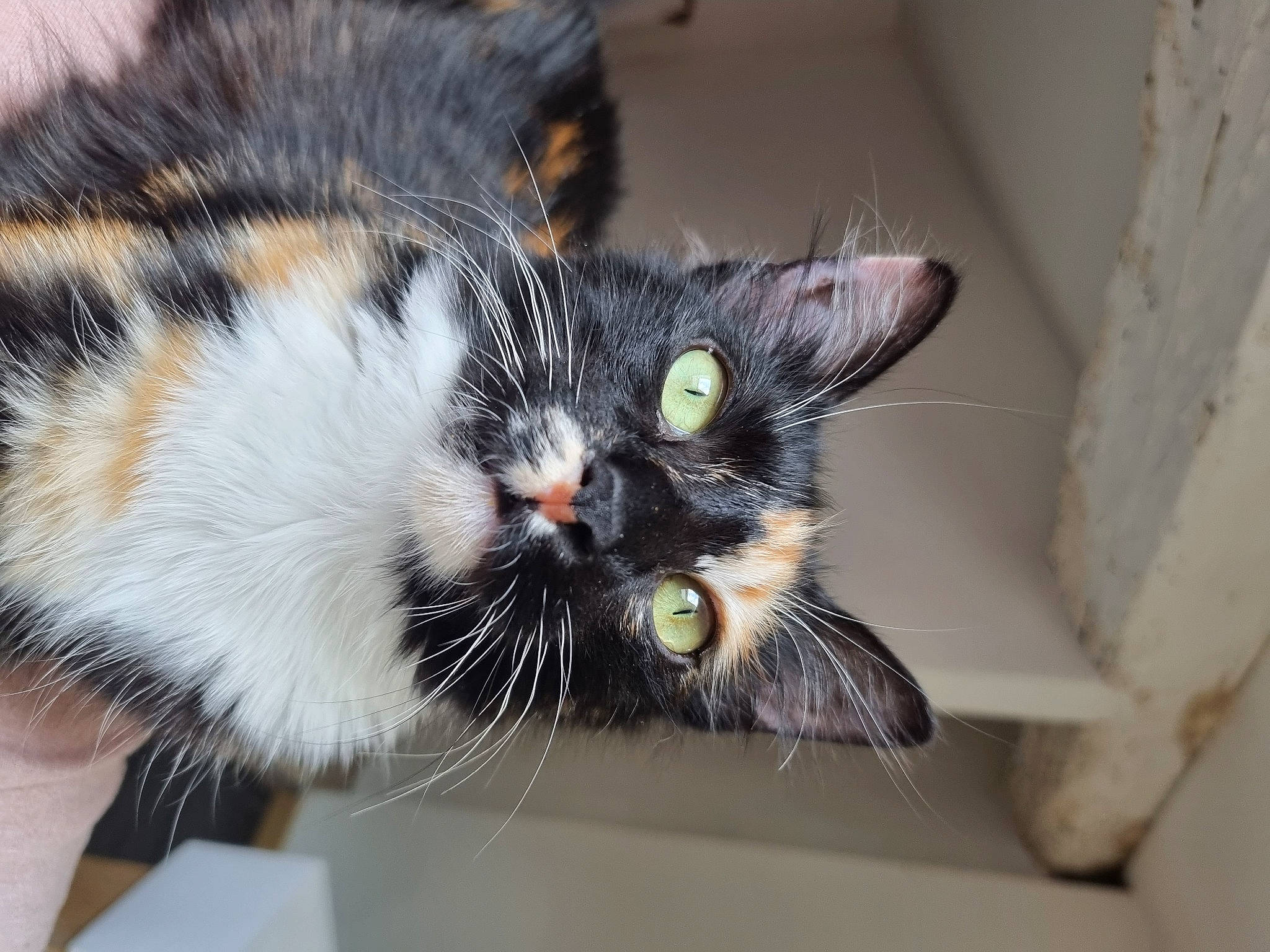 Simba participe au concours pour gagner de l'argent avec cette photo : carnivore, cat, claw, comfort, domestic_short_haired_cat, felidae, foot, fur, paw, small_to_medium_sized_cats, snout, tail, terrestrial_animal, whiskers, wildlife, window