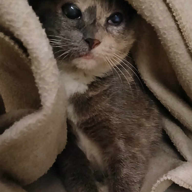 Shuggies joined the competition — help win amazing prizes! animal, blanket, cat, kitten, pet