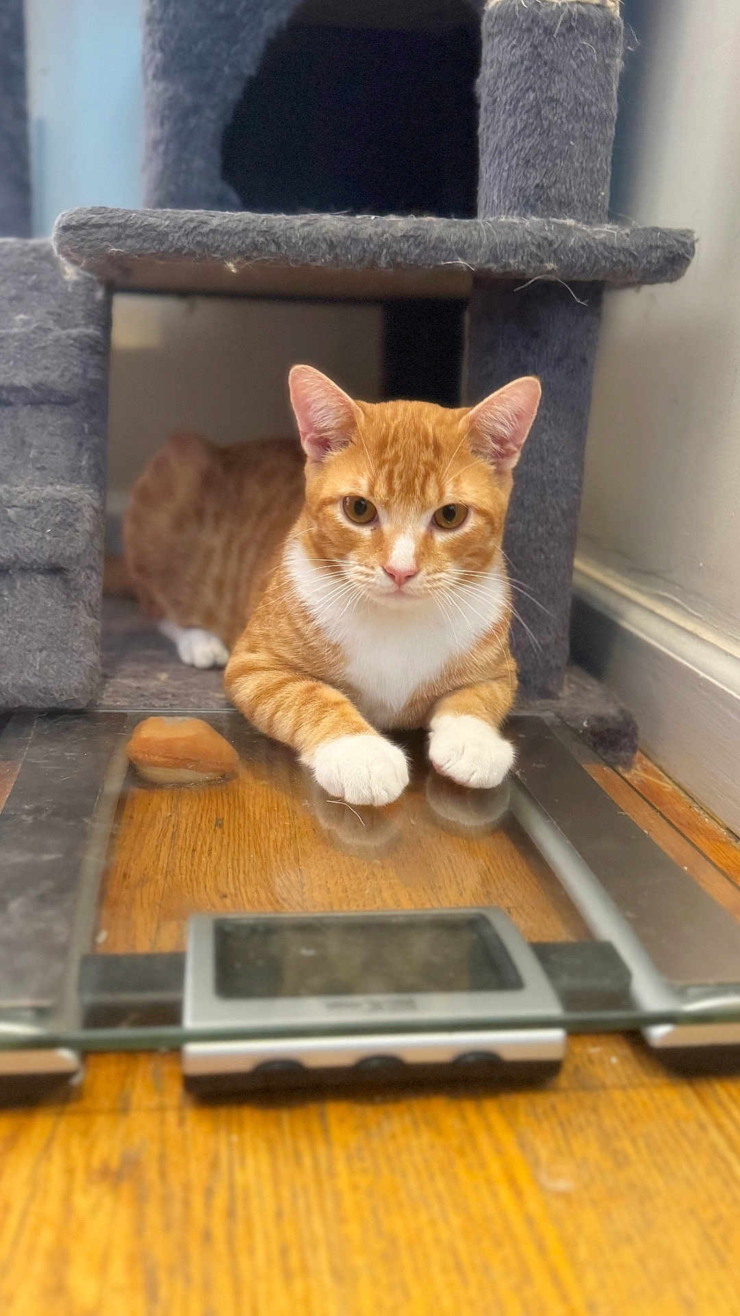 Chance is registered to the contest to win money with this photo: cat, orange_cat, white_paws, cat_tree, digital_scale, wooden_floor, indoor, pet, feline, relaxed, curious, fur, whiskers, ears, paws, household, domestic_animal, animal, looking, resting