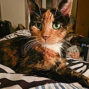 Rosie joined the competition — help win amazing prizes! cat, tortoiseshell_cat, pet, animal, feline, whiskers, green_eyes, close_up, bed, blanket, zebra_pattern, indoor, cozy, fur, relaxed, cute, portrait, mammal, resting, domestic_animal