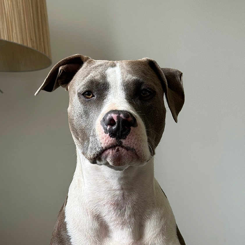 Brochette participe au concours pour gagner de l'argent avec cette photo : animal, brown, canine, companion, cute, dog, domestic, ears, expression, face, friendly, fur, indoor, lamp, looking, pet, portrait, sitting, snout, white