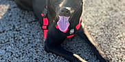 Navi joined the competition — help win amazing prizes! accessories, animal, bodypart, canine, dog, face, head, leash, mouth, nature, outdoors, person, pet, photography, portrait, puppy, road, rock, sky, strap
