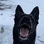Navi joined the competition — help win amazing prizes! animal, bodypart, canine, coyote, dog, germanshepherd, husky, labradorretriever, mouth, nature, outdoors, person, pet, policedog, puppy, snout, snow, teeth, tongue, winter