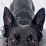 Navi joined the competition — help win amazing prizes! adult, animal, bird, bride, canine, dog, female, germanshepherd, husky, nature, outdoors, penguin, person, pet, policedog, puppy, snow, wedding, winter, woman