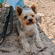 Pompon a rejoint le concours — aidez-le/la à gagner de superbes lots ! accessories, animal, canine, chair, cockerspaniel, dog, furniture, leash, machine, mud, pet, poodle, puppy, slate, soil, spoke, strap, summer, terrier, whitedog