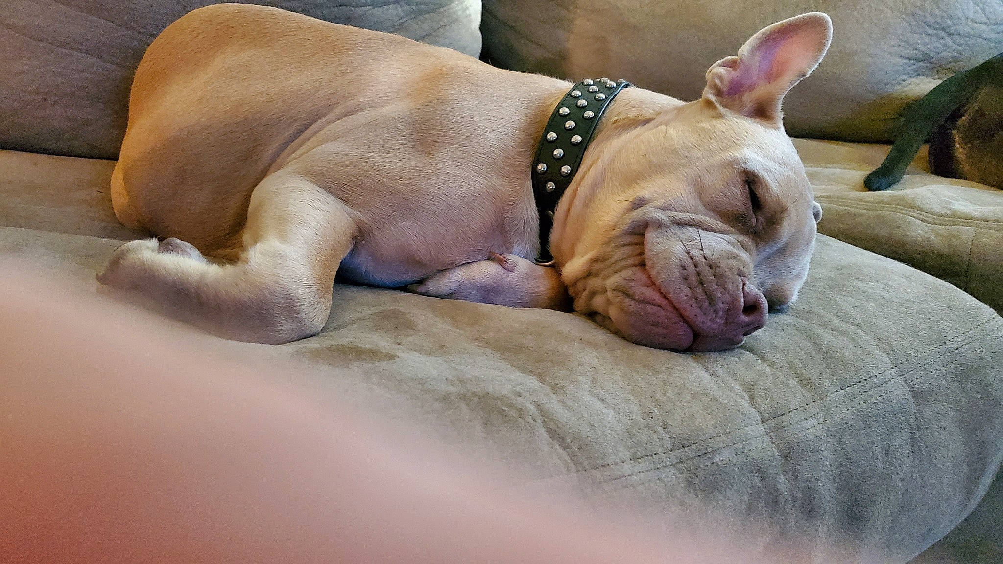 Lil Mann is registered to the contest to win money with this photo: american_pit_bull_terrier, canidae, carnivore, companion_dog, dog, dog_breed, ear, fawn, french_bulldog, mammal, nap, non_sporting_group, puppy, sleep, snout, sporting_group, vertebrate, wrinkle