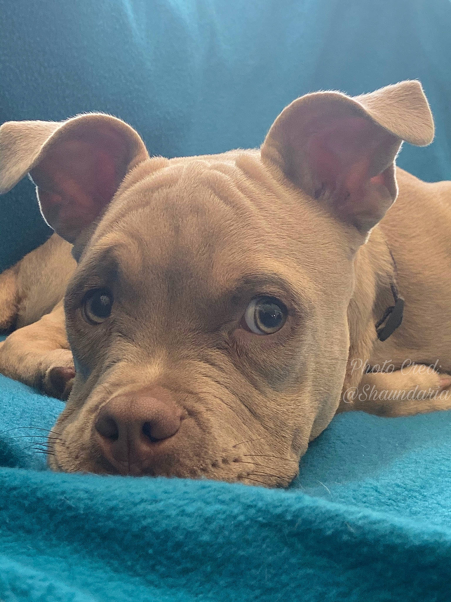 Lil Mann is registered to the contest to win money with this photo: american_pit_bull_terrier, canidae, carnivore, companion_dog, dog, dog_breed, ear, eye, fawn, mammal, non_sporting_group, nose, pit_bull, puppy, rare_breed_dog, skin, snout, sporting_group, vertebrate, whiskers