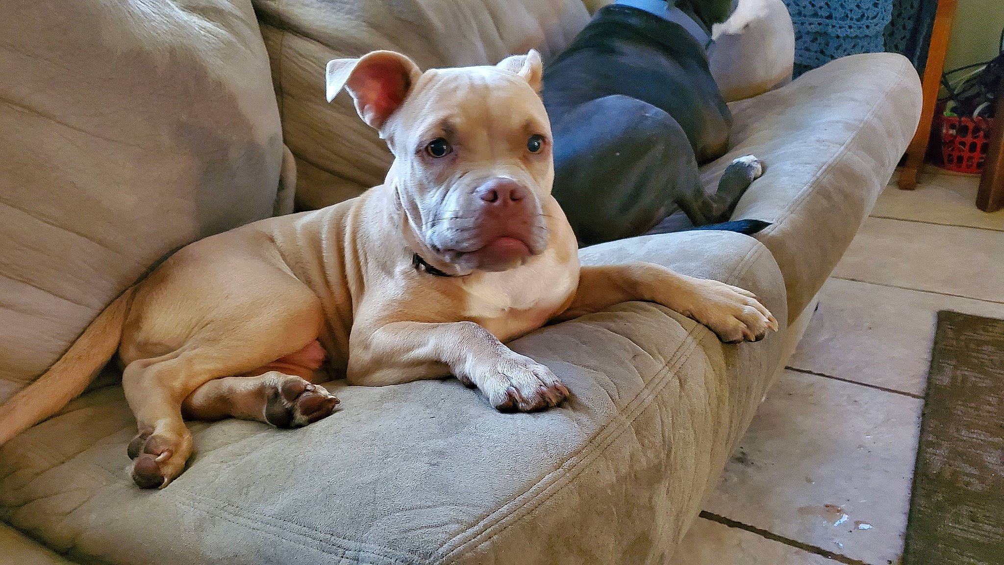 Lil Mann is registered to the contest to win money with this photo: american_bulldog, american_pit_bull_terrier, canidae, carnivore, companion_dog, dog, dog_breed, fawn, mammal, non_sporting_group, pit_bull, rare_breed_dog, snout, sporting_group, vertebrate