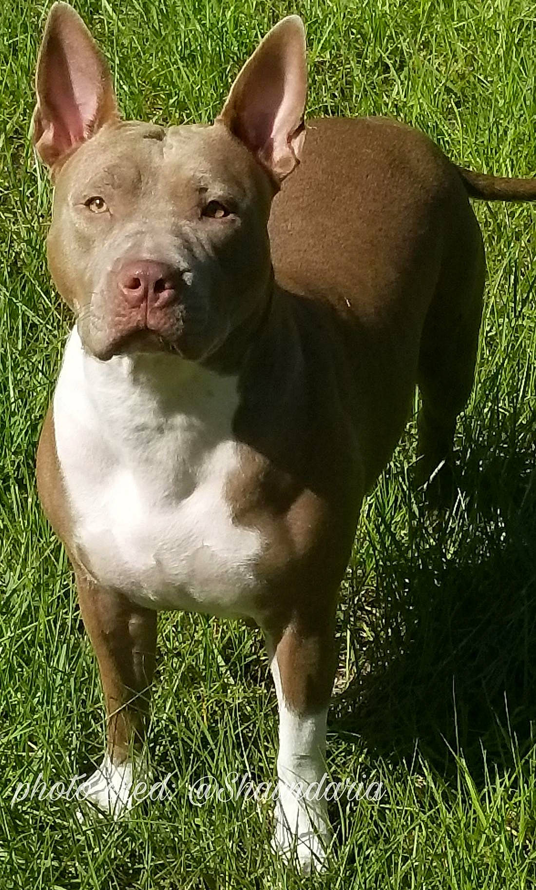 Hunny joined the competition — help win amazing prizes! american_pit_bull_terrier, american_staffordshire_terrier, ancient_dog_breeds, bull_and_terrier, canidae, carnivore, dog, dog_breed, ear, fawn, grass, mammal, non_sporting_group, old_english_terrier, pit_bull, rare_breed_dog, snout, terrier, vertebrate