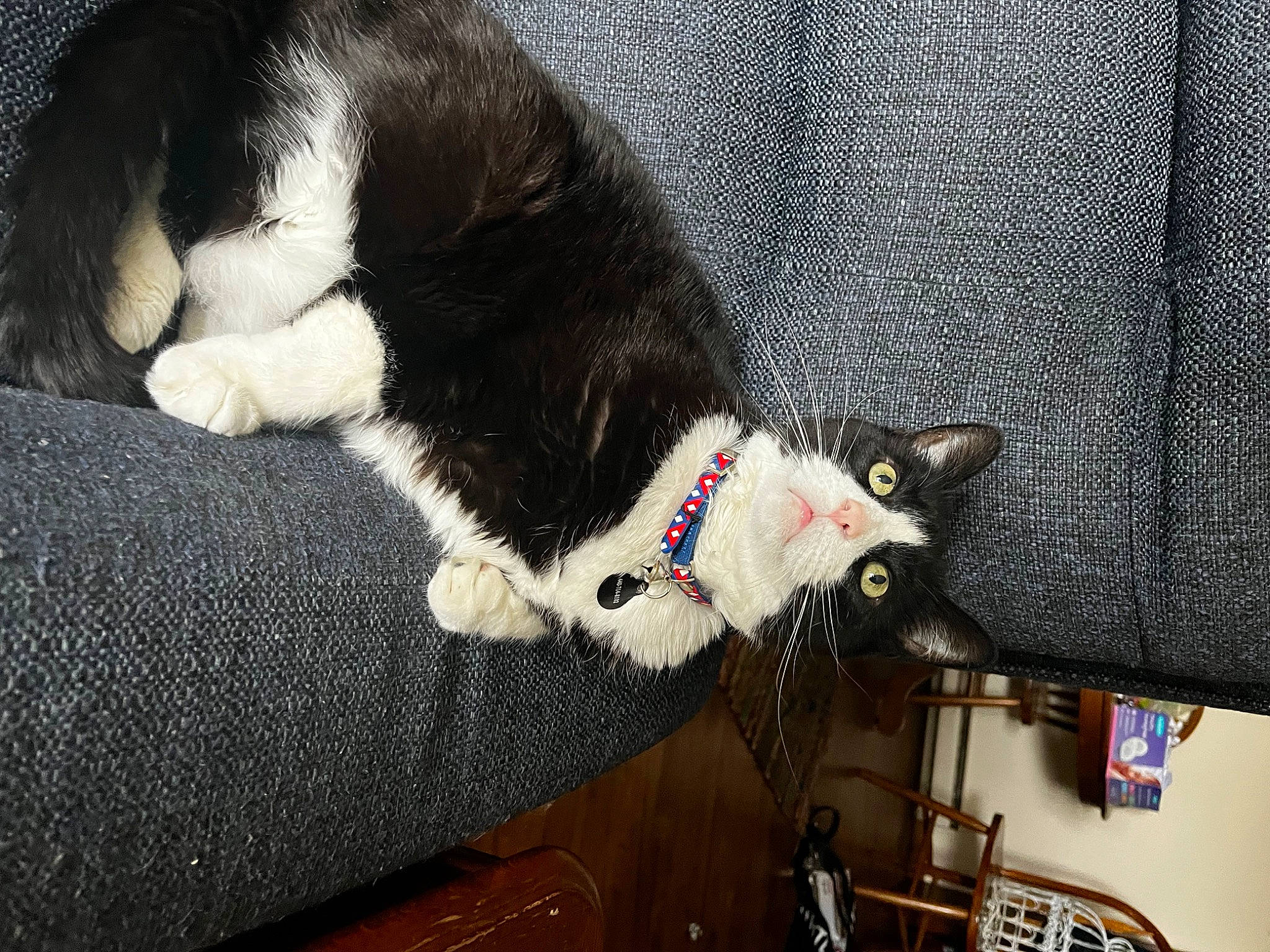 Little Foot joined the competition — help win amazing prizes! canidae, carnivore, cat, claw, collar, comfort, companion_dog, dog_breed, domestic_short_haired_cat, felidae, fur, grey, lap, paw, small_to_medium_sized_cats, sporting_group, tail, whiskers