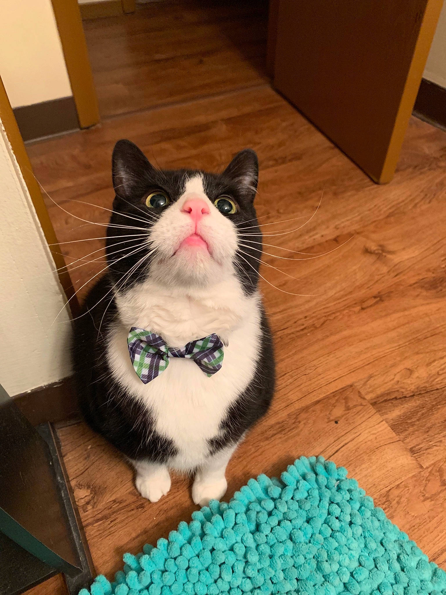 Little Foot is registered to the contest to win money with this photo: art, carnivore, cat, craft, domestic_short_haired_cat, electric_blue, felidae, flooring, foot, fur, hardwood, pattern, paw, small_to_medium_sized_cats, snout, tail, terrestrial_animal, whiskers, wood, woven_fabric