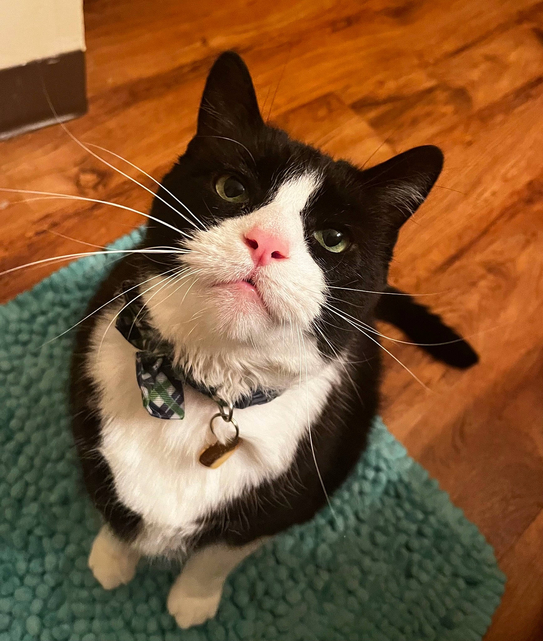 Little Foot is registered to the contest to win money with this photo: carnivore, cat, claw, collar, domestic_short_haired_cat, eye, felidae, foot, fur, hardwood, head, paw, pet_supply, small_to_medium_sized_cats, tail, varnish, whiskers, window, wood, wood_stain