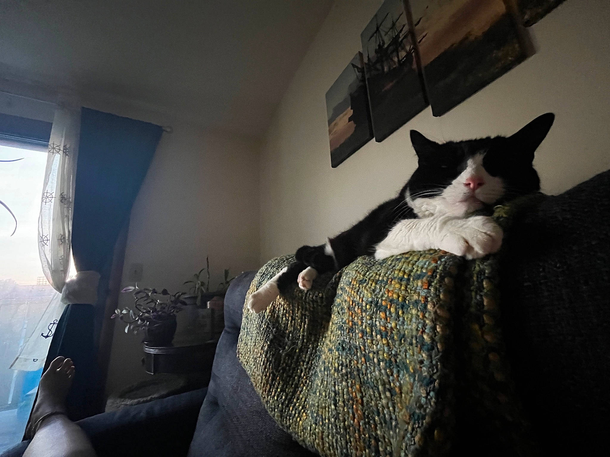 Little Foot joined the competition — help win amazing prizes! carnivore, cat, comfort, domestic_short_haired_cat, felidae, floor, flooring, fur, grey, human_leg, linens, pattern, room, sitting, small_to_medium_sized_cats, stairs, tail, whiskers, window, wood