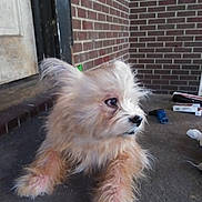Tucker is registered to the contest to win money with this photo: dog, puppy, fluffy, scruffy, concrete, porch, brick_wall, curious, side_view, animal, pet, furry, outdoor, resting, small_dog, brown_fur, cute, domestic_animal, quiet, casual