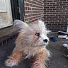 dog, puppy, fluffy, scruffy, concrete, porch, brick_wall, curious, side_view, animal, pet, furry, outdoor, resting, small_dog, brown_fur, cute, domestic_animal, quiet, casual