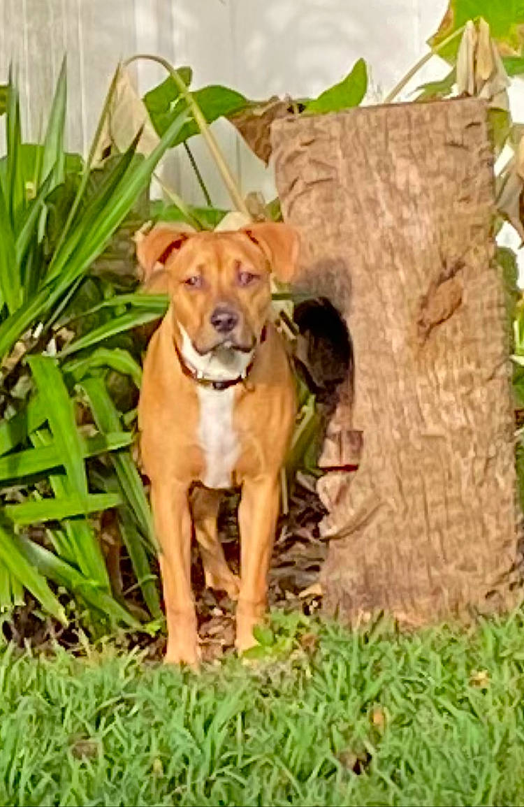 Cozmo is registered to the contest to win money with this photo: canidae, carnivore, collar, companion_dog, dog, dog_breed, dog_collar, dog_supply, fawn, grass, liver, plant, snout, sporting_group, tail, terrestrial_animal, trunk, whiskers, wood, working_animal