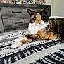 calico_cat, cat, pet, feline, bedspread, patterned_textile, indoor, furniture, dresser, perfume_bottles, beauty_products, relaxed, lying_down, whiskers, ears, fur, domestic_animal, household, resting, room