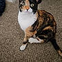 cat, calico_cat, carpet, indoor, pet, animal, fur, whiskers, ears, eyes, sitting, curious, looking_up, feline, domestic_cat, front_paws, tail, floor, home, cute