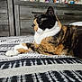 cat, calico_cat, bed, bedspread, furniture, dresser, perfume, decor, indoor, resting, animal, pet, fur, whiskers, pattern, cozy, relaxed, domestic, cute, sleepy