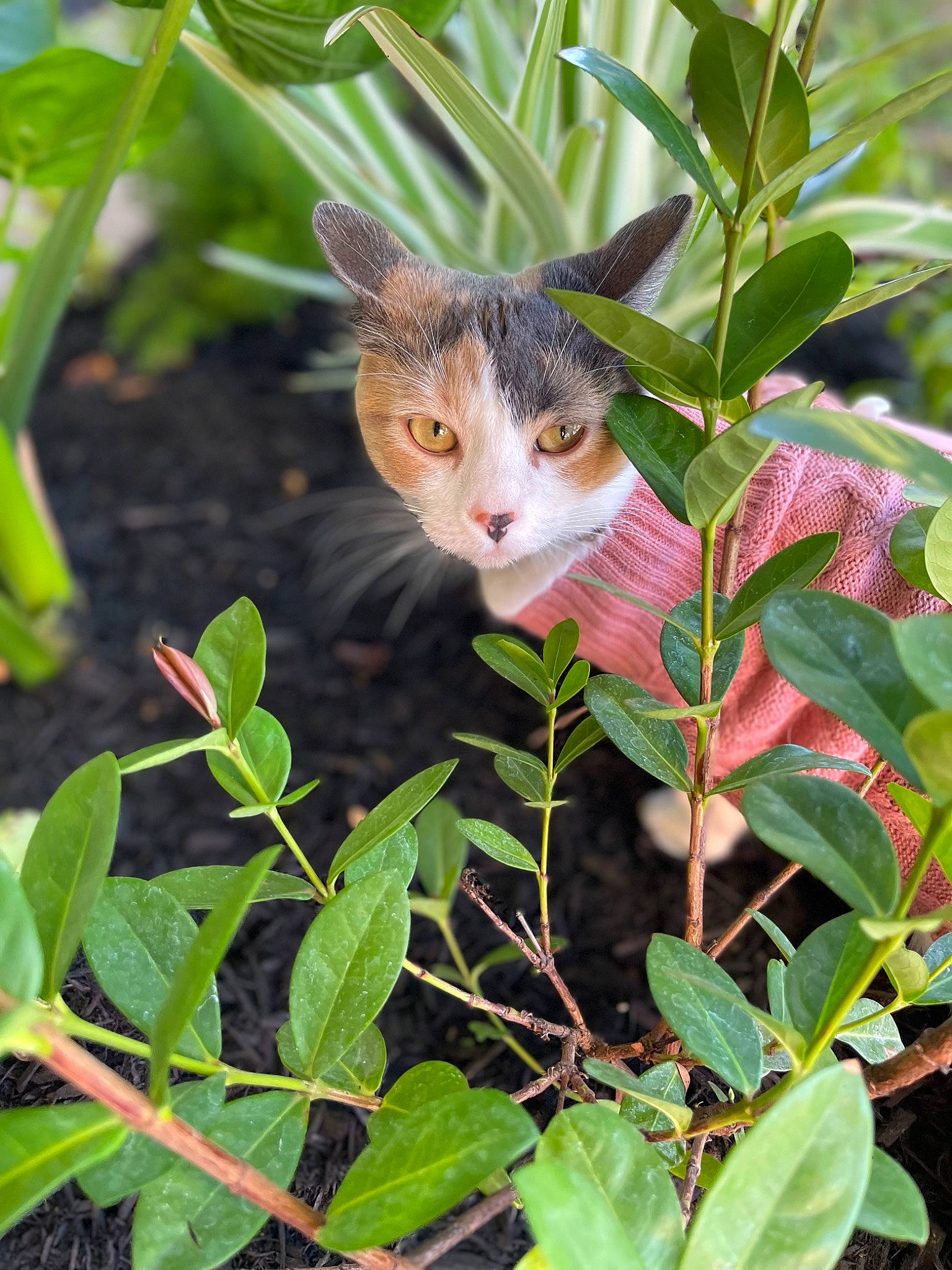 Mimi is registered to the contest to win money with this photo: botany, carnivore, cat, domestic_short_haired_cat, fawn, felidae, flowering_plant, fur, grass, groundcover, leaf, plant, plant_stem, small_to_medium_sized_cats, snout, tail, terrestrial_animal, terrestrial_plant, whiskers, wildlife