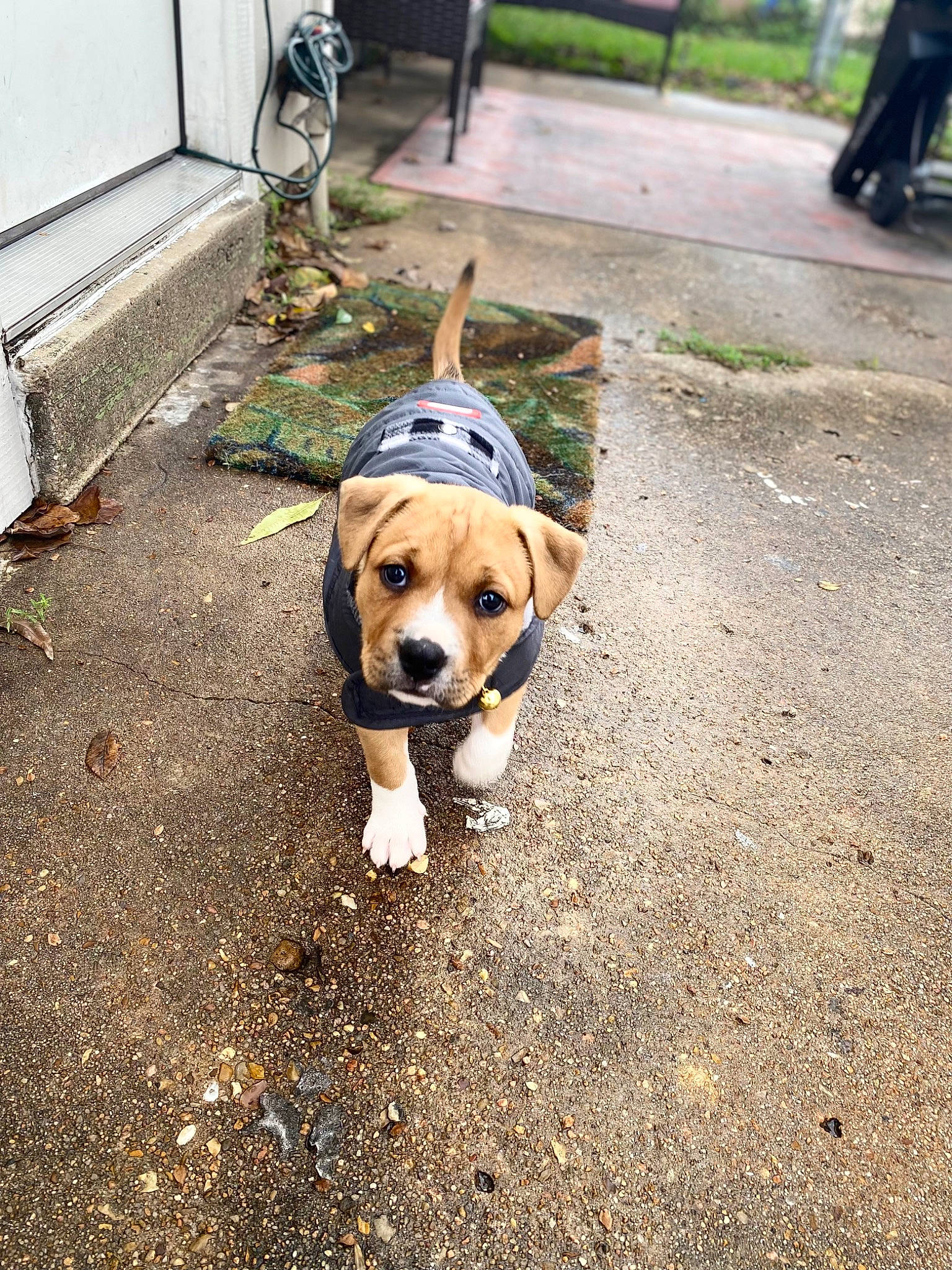 Canelo joined the competition — help win amazing prizes! asphalt, carnivore, city, collar, companion_dog, dog, dog_breed, dog_collar, dog_supply, fawn, leash, pet_supply, road, road_surface, shadow, sidewalk, snout, soil, tail, working_animal