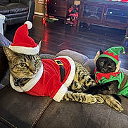 Django is registered to the contest to win money with this photo: cat, tabby_cat, black_cat, christmas_costume, santa_hat, elf_hat, holiday, festive, costume, pet, animal, indoor, living_room, couch, relaxed, cute, funny, holiday_season, domestic_animal, decor