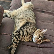 Nella is registered to the contest to win money with this photo: tabby_cat, cat, feline, pet, animal, striped, fur, whiskers, relaxed, sleepy, cushion, chair, indoor, resting, paw, ears, nose, wood_floor, collar, home