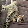 tabby_cat, cat, feline, pet, animal, striped, fur, whiskers, relaxed, sleepy, cushion, chair, indoor, resting, paw, ears, nose, wood_floor, collar, home