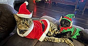 Nella is registered to the contest to win money with this photo: cat, cats, pet, pets, costume, holiday, christmas, santa, elf, festive, cute, animal, feline, indoor, home, couch, relaxing, holiday_outfit, decor, cozy