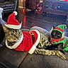 cat, cats, pet, pets, costume, holiday, christmas, santa, elf, festive, cute, animal, feline, indoor, home, couch, relaxing, holiday_outfit, decor, cozy
