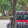 Nella is registered to the contest to win money with this photo: cat, tree, hummer, red_vehicle, suburban, street, greenery, brick_house, side_mirror, daytime, nature, animal, outdoor, climbing, trunk, feline, pet, vehicle, parked_car, residential