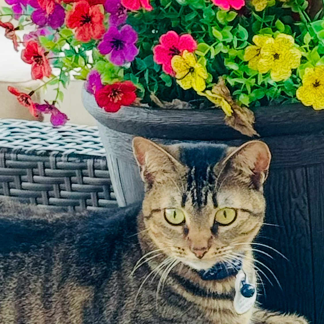 Nella