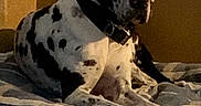 Harley is registered to the contest to win money with this photo: dog, great_dane, spotted, pet, indoor, blanket, floor, collar, resting, animal, canine, mammal, fur, large_dog, laying_down, domestic_animal, quiet, home, relaxed, companion