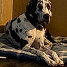 dog, great_dane, spotted, pet, indoor, blanket, floor, collar, resting, animal, canine, mammal, fur, large_dog, laying_down, domestic_animal, quiet, home, relaxed, companion