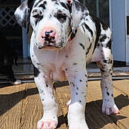 Harley joined the competition — help win amazing prizes! puppy, dog, great_dane, spotted, black_and_white, pink_paws, wooden_deck, sunlight, outdoor, pet, animal, cute, young, collar, doorway, shadow, fur, closeup, standing, domestic_animal