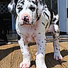 puppy, dog, great_dane, spotted, black_and_white, pink_paws, wooden_deck, sunlight, outdoor, pet, animal, cute, young, collar, doorway, shadow, fur, closeup, standing, domestic_animal