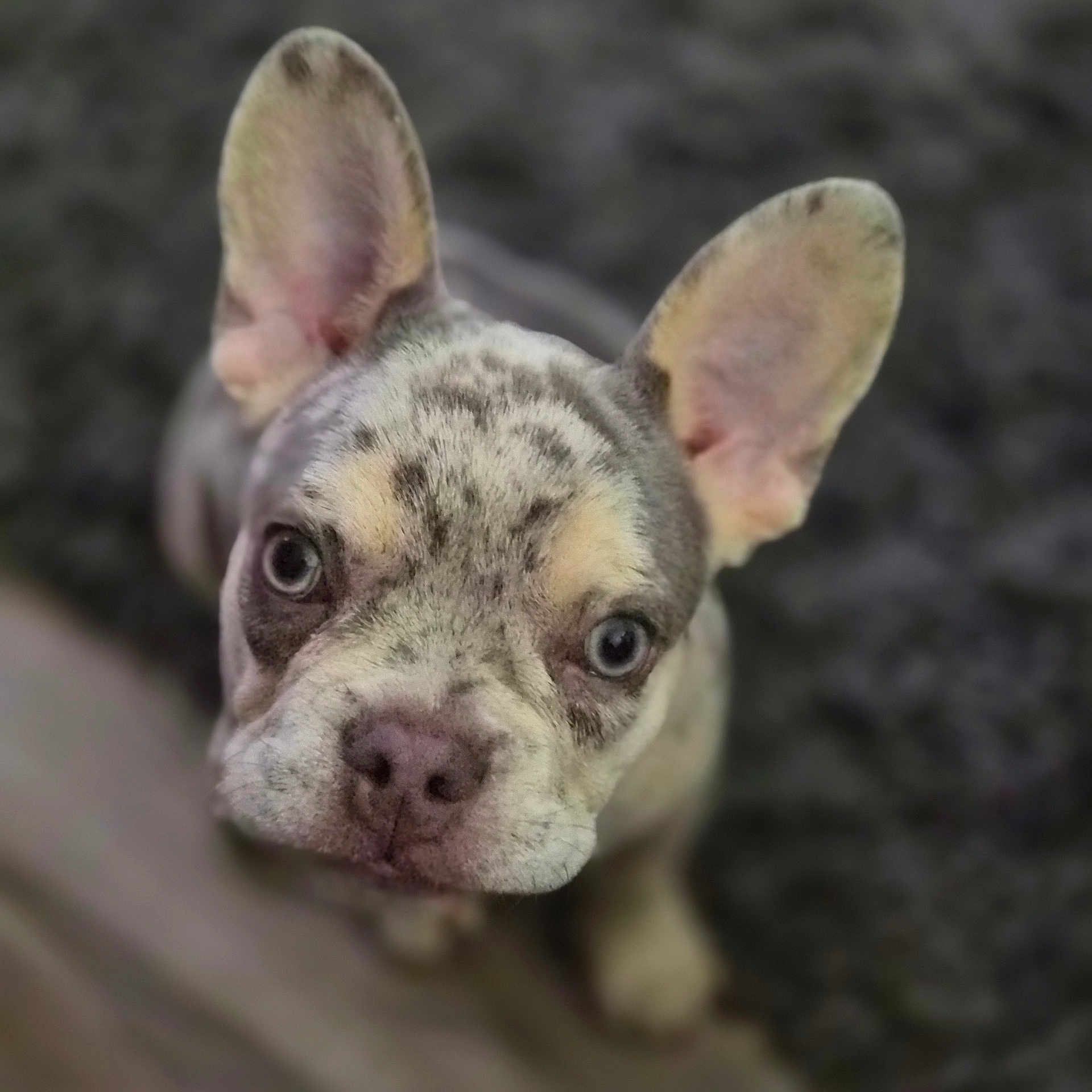 Nash is registered to the contest to win money with this photo: adorable, animal, blue_eyes, canine, close_up, curious, cute, dog, ears, face, french_bulldog, fur, indoor, looking_up, marbled_coat, pet, portrait, puppy, small_dog, young
