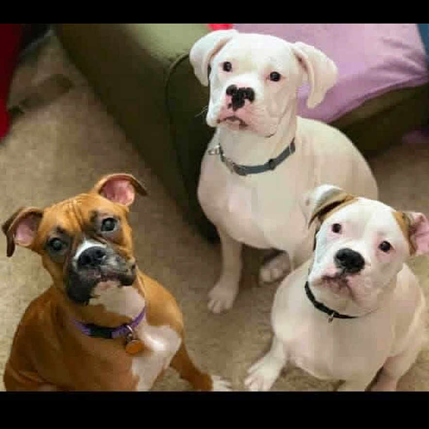 Rocket Roscoe Reyna joined the competition — help win amazing prizes! dog, puppy, brown_dog, white_dog, pets, indoor, carpet, couch, collar, cute, animal, canine, three_dogs, looking_up, attention, household, friendship, companion, pet_care, living_room