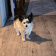 Sammy is registered to the contest to win money with this photo: dog, small_dog, black_and_white, fluffy, pet, indoor, wooden_floor, shadow, vacuum_cleaner, rug, furniture, curious, standing, flooring, home, animal, companion, domestic, cute, portrait