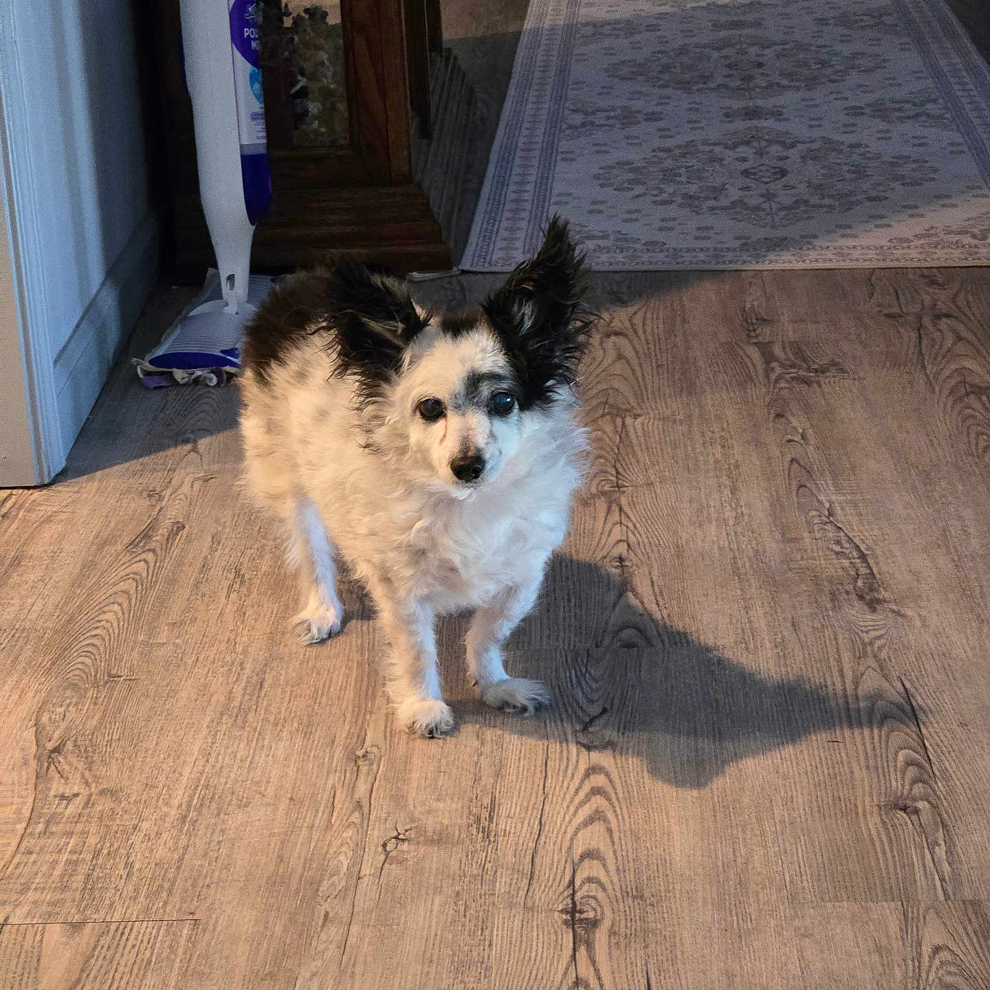 Sammy