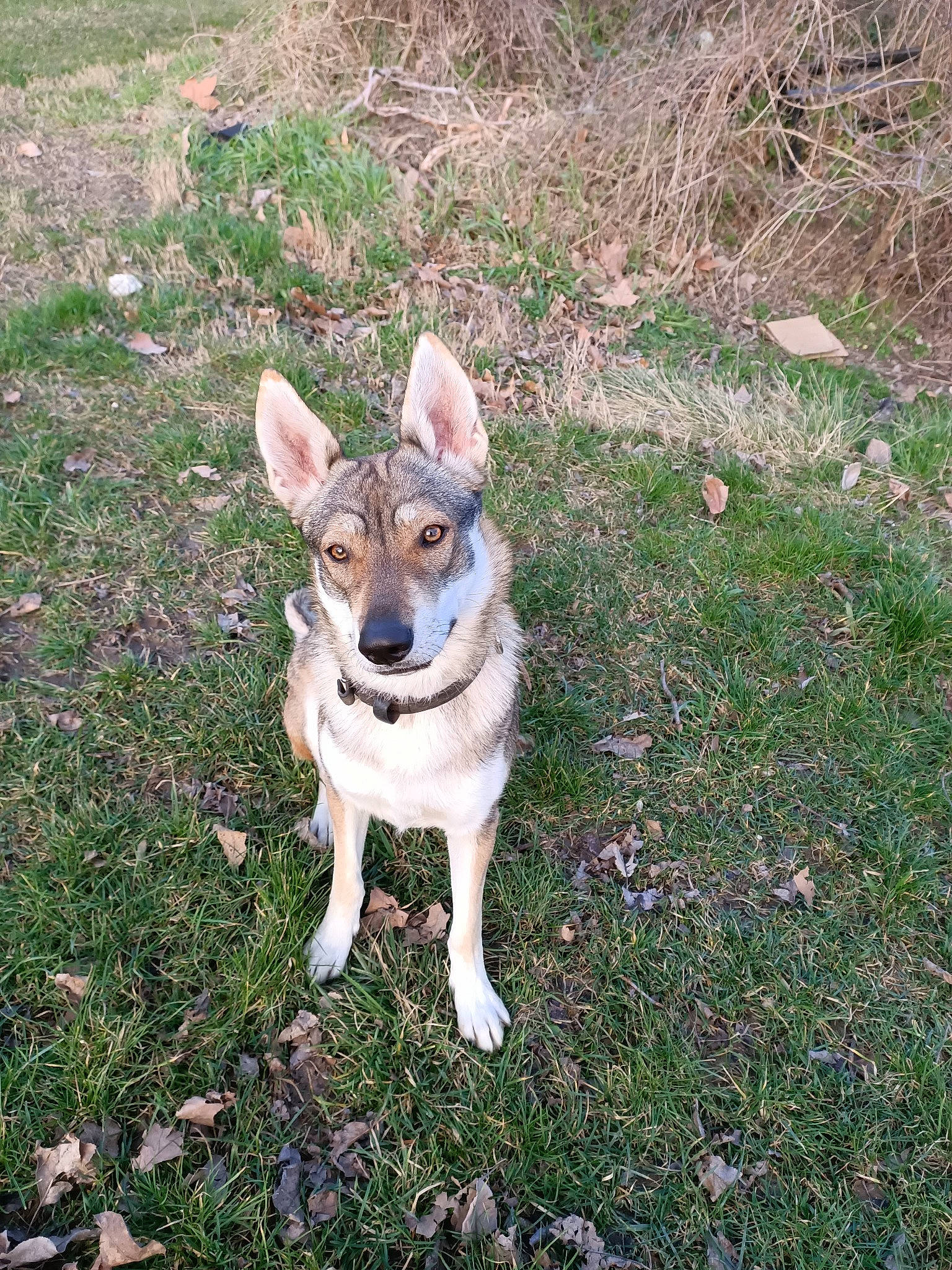 Tsuna participe au concours pour gagner de l'argent avec cette photo : canidae, carnivore, collar, companion_dog, dog, dog_breed, dog_collar, fawn, grass, groundcover, non_sporting_group, plant, soil, sporting_group, tail, terrestrial_animal, toy_dog, working_animal