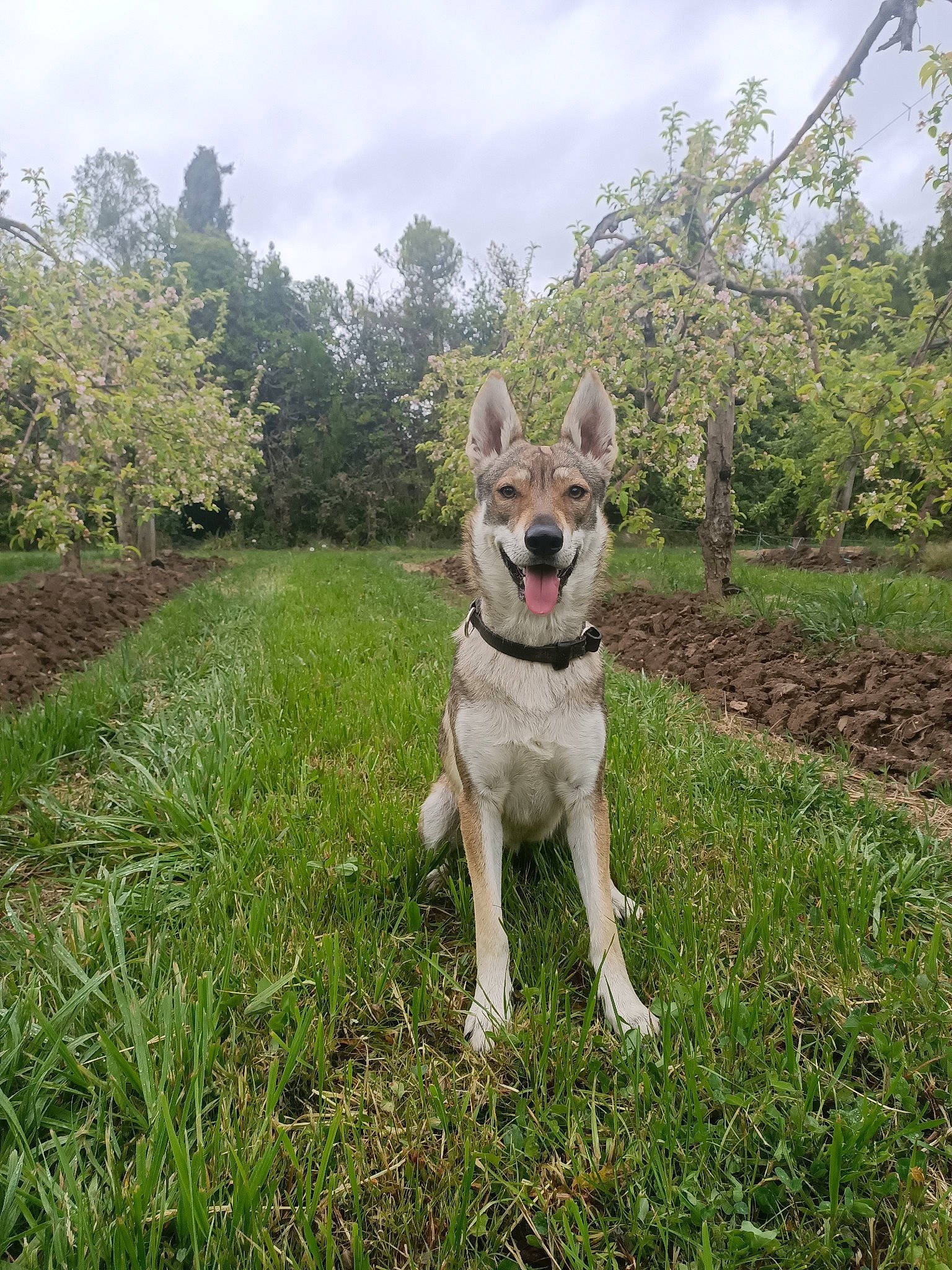 Tsuna participe au concours pour gagner de l'argent avec cette photo : canidae, canis, carnivore, cloud, companion_dog, dog, dog_breed, fawn, grass, grassland, groundcover, plant, sky, snout, soil, sporting_group, tail, tree, working_animal, working_dog
