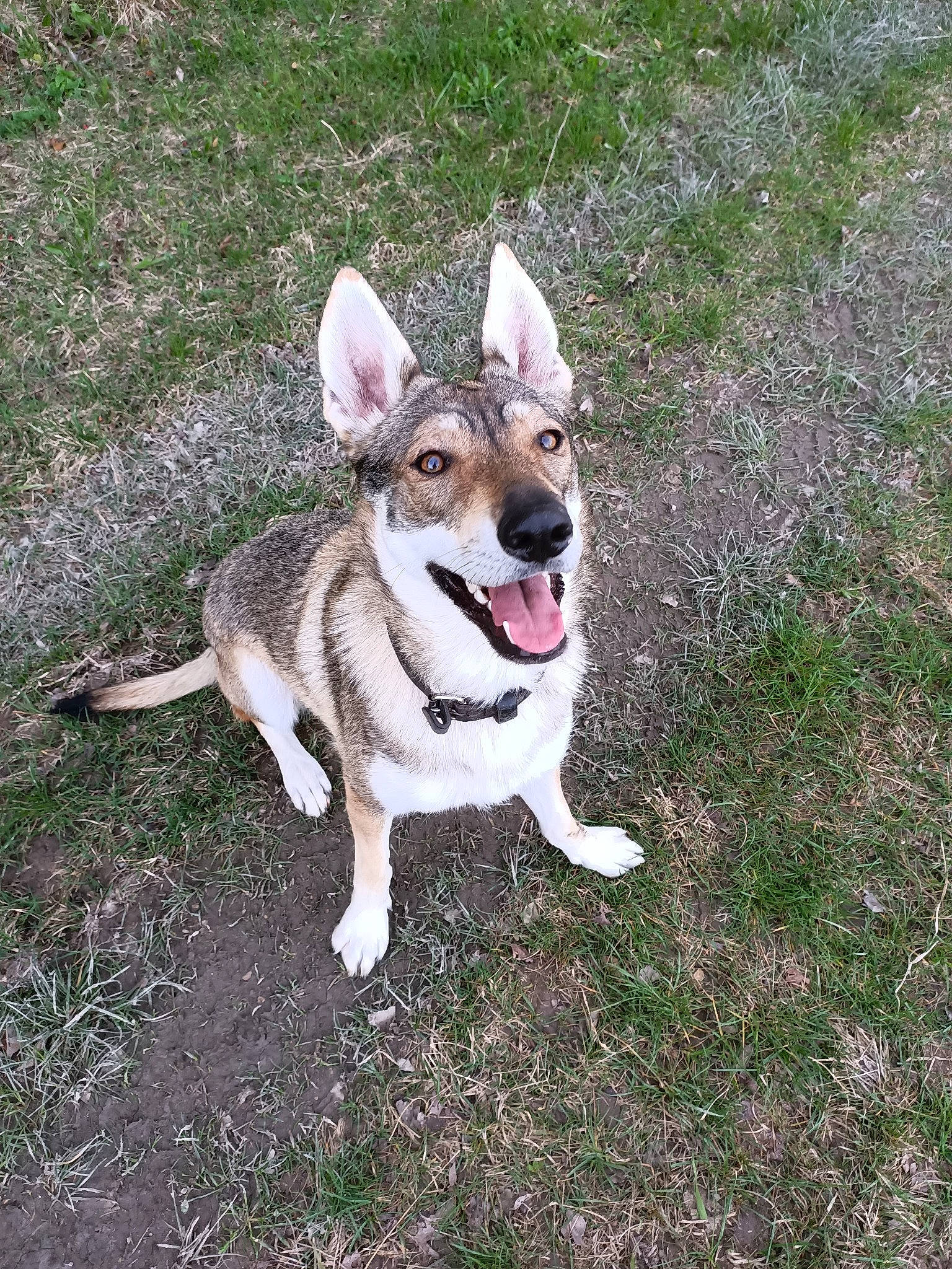 Tsuna participe au concours pour gagner de l'argent avec cette photo : ancient_dog_breeds, canidae, carnivore, collar, companion_dog, dog, dog_breed, dog_collar, fawn, grass, leash, non_sporting_group, paw, plant, snout, soil, sporting_group, tail, working_dog
