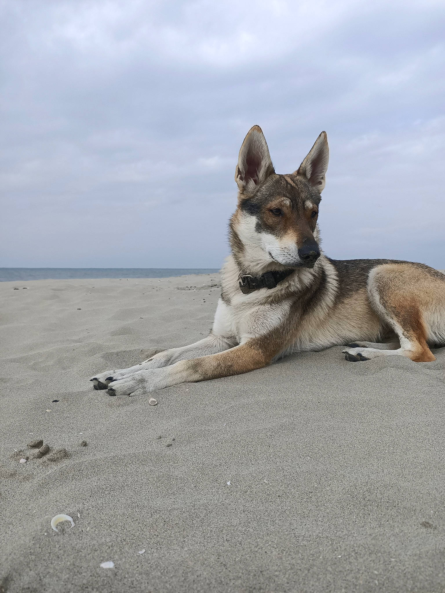 Tsuna a rejoint le concours — aidez-le/la à gagner de superbes lots ! australian_shepherd, beach, carnivore, cloud, dog, dog_breed, foot, fur, horizon, ocean, paw, sand, sky, sporting_group, tail, terrestrial_animal, water, wildlife, wood, working_dog