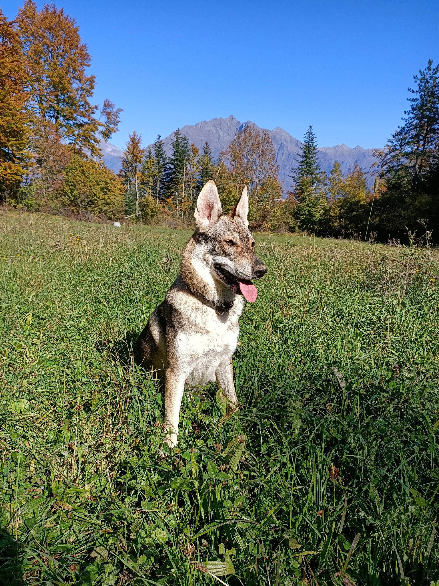Tsuna participe au concours pour gagner de l'argent avec cette photo : canidae, carnivore, companion_dog, dog, dog_breed, fawn, forest, grass, grassland, landscape, natural_landscape, pasture, people_in_nature, plant, recreation, sky, sporting_group, tail, tree, working_animal